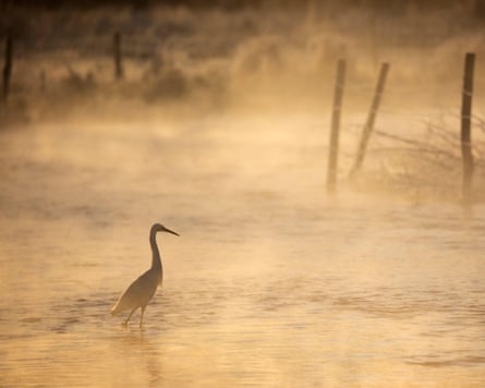 Little egret wades in the River Test on misty winter morning