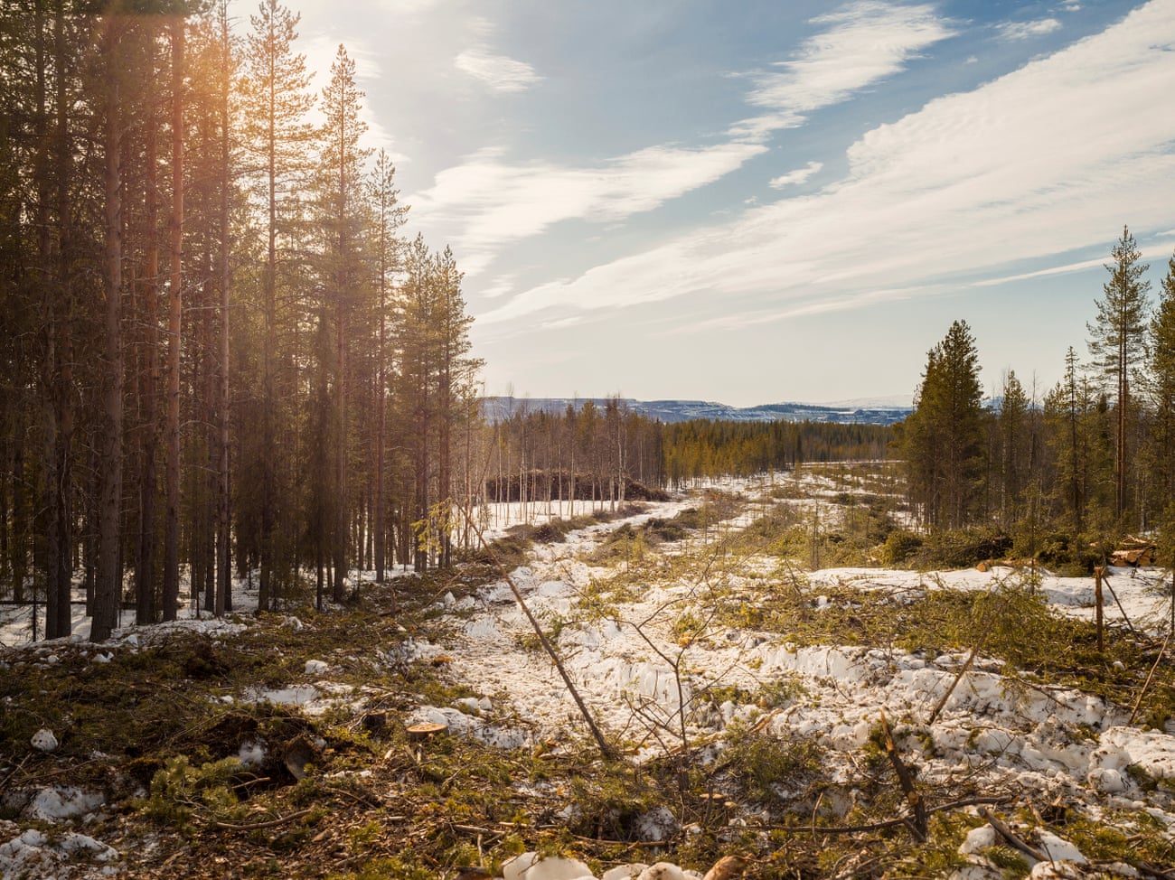 Large area of ​​snowy forest that has been cleared.  Trees to either side