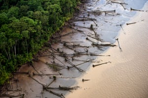 Downed mangrove trees along the banks of the Amazon River, approximately 50 miles northeast of Macap