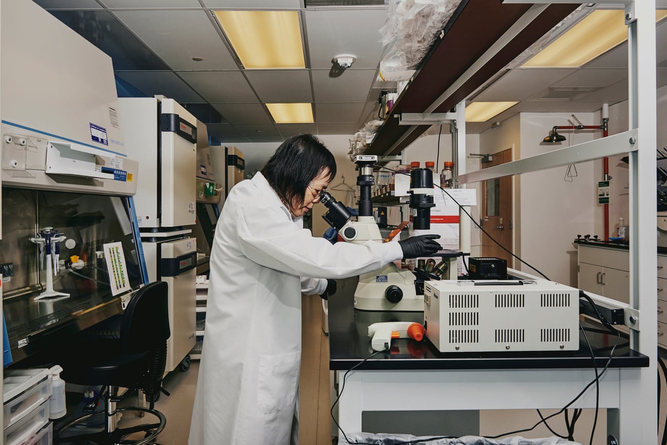 Wenning Qin, director of genome engineering in the cell culture lab, looks at engineered pig cells under the microscope in her lab at eGenesis