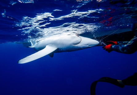 A Greenpeace shark handler frees a blue shark caught on a longline.