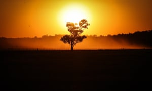 shadow of a tree against a yellow sun