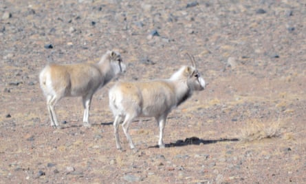 Two saiga, a type of bulbous-nosed antelope, in Mongolia.