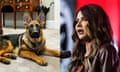 a side-by-side image of a dog and a woman who has killed a dog, defended the killing of that dog and threatened the president's dog