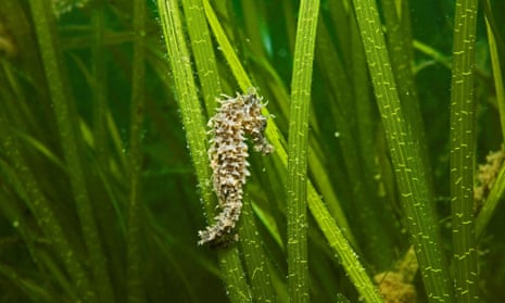 Over the past century, about 29% of the world’s seagrass has been destroyed. 