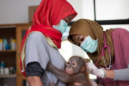 Vet Sulhi Aufa examines Didik pre-op as he clings to one of the team’s vet nurses.
