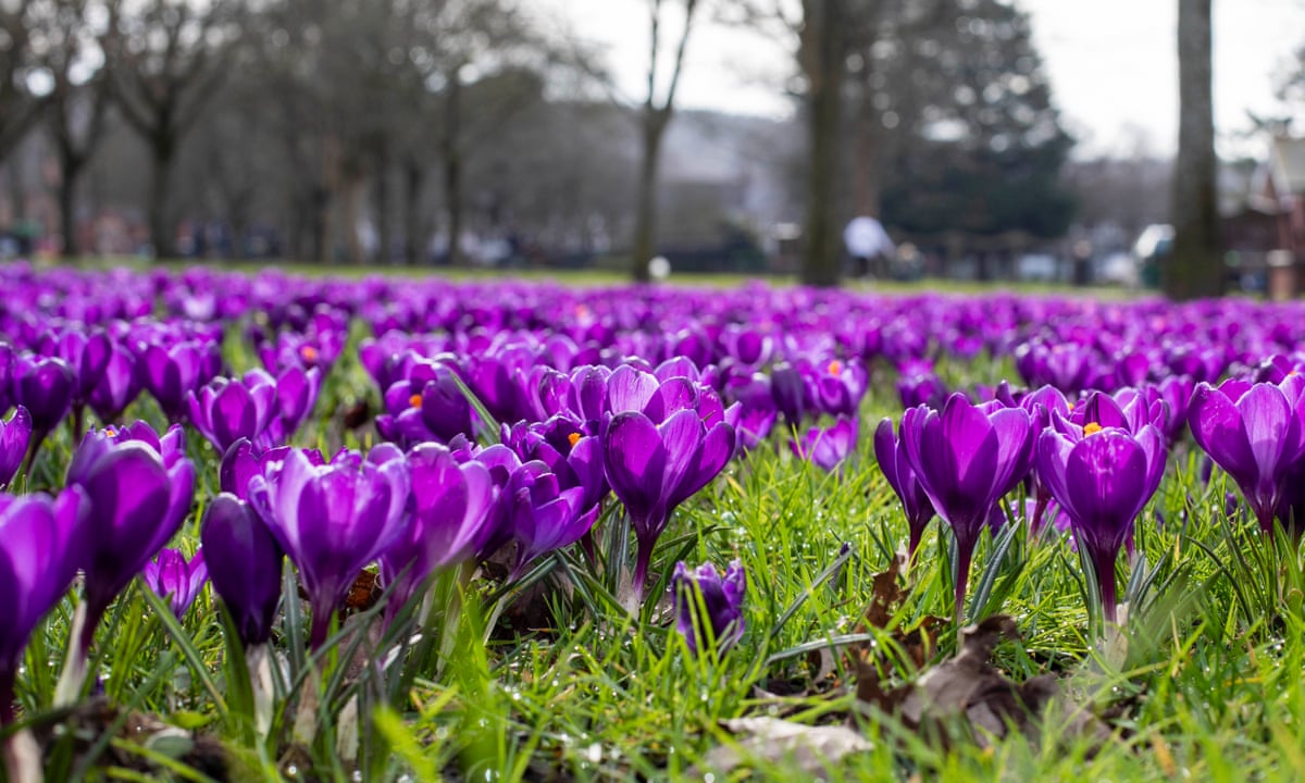 Extremely Early Spring Very Early Spring Flowers