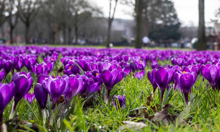 Send Us A Tip On Places To See Early Spring Flowers In The Uk And Win A 0 Hotel Voucher Travel The Guardian Send Us A Tip On Places To See Early Spring Flowers In The Uk And Win A 0 Hotel Voucher Travel The Guardian