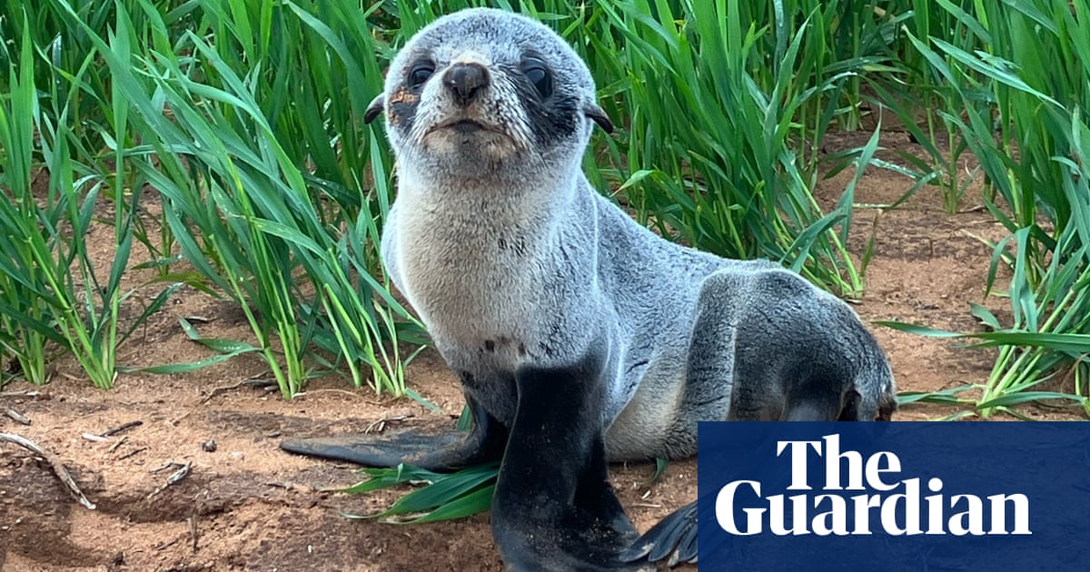 Seal pup found on farm in South Australia 3km from ocean – video