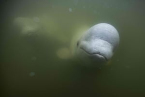 Beluga whales underwater in the murky waters of the Churchill River near Hudson Bay. Several thousand tourists come every year to the small town of Churchill in northern Manitoba to observe the whales.