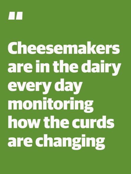 Quote: “Cheesemakers are in the dairy every day monitoring how the curds are changing”