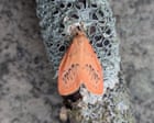 Rosy Footman Moth Appears on Anglesey