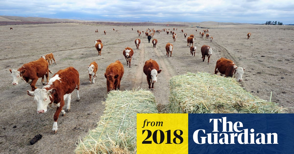 Beef-eating 'must fall drastically' as world population grows