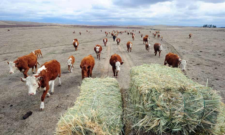 Cattle farming in California.