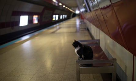 A stray cat has Taksim metro station, Istanbul, to itself.