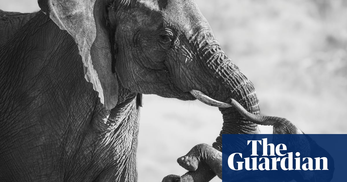 A grieving female elephant carrying a stillborn baby: Federico Veronesi’s best photograph