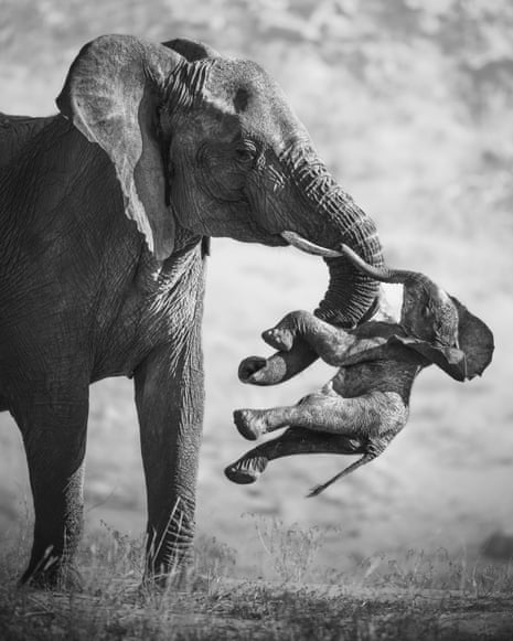 Federico Veronesi (Italy) witnesses a powerful moment of an elephant carrying a dead calf, a rare glimpse into complex animal behaviours.
Federico was tracking elephants when he came across an unusual pattern of drag marks in the sand of a dry riverbed. The source became clear when he caught up with a family group. A female emerged with the calf, its leg wedged between her tusk and trunk.
Behaviours centring on death have been observed in both Asian and African elephants, including vocalisations, guarding the dead, inspecting and handling bones, and carrying the deceased. Some researchers suggest these behaviours could indicate an elephant’s journey to understanding death, while others interpret these actions as possible displays of grief.
Location: Huab River Valley, Damaraland, Namibia
Technical details: Nikon Z8 + 400mm f2.8 lens; 1/1000 at f2.8; ISO 72