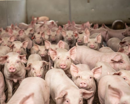Pigs crowded in an indoor farm.