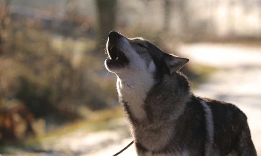 Howling wolf