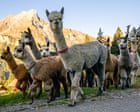 Alpabzug! Swiss mountain alpaca herding – in pictures