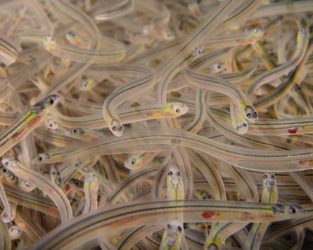 Young European elvers.