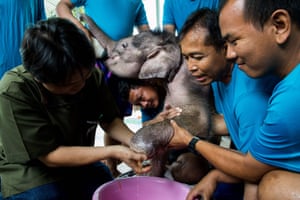The animal’s injured leg is treated by veterinarian Padet Siridumrong (left)