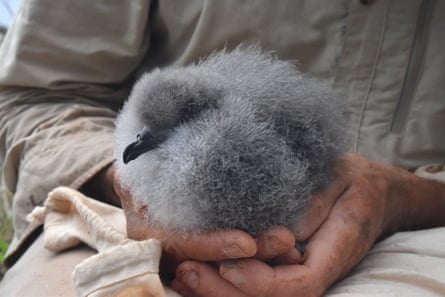 Black-winged petrel chick just prior to being weighed on Phillip Island.