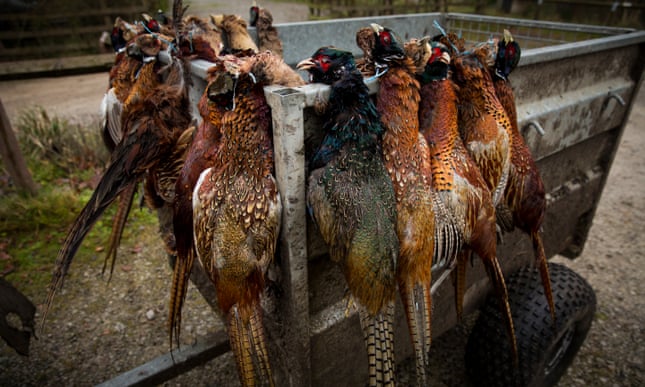 Defra challenged over 'unlawful' release of 57m game birds in UK 5760