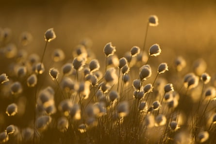 A crop of hare’s-tail cotton-grass practically glows in Scotland’s late-evening light.