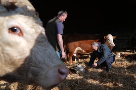 A truly inspired bit of photography by PA’s Joe Giddens here, who appears to have captured a cow giving some sarcastic side-eye about the day’s events.