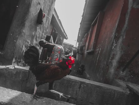 A rooster, watched by a woman in Orile.