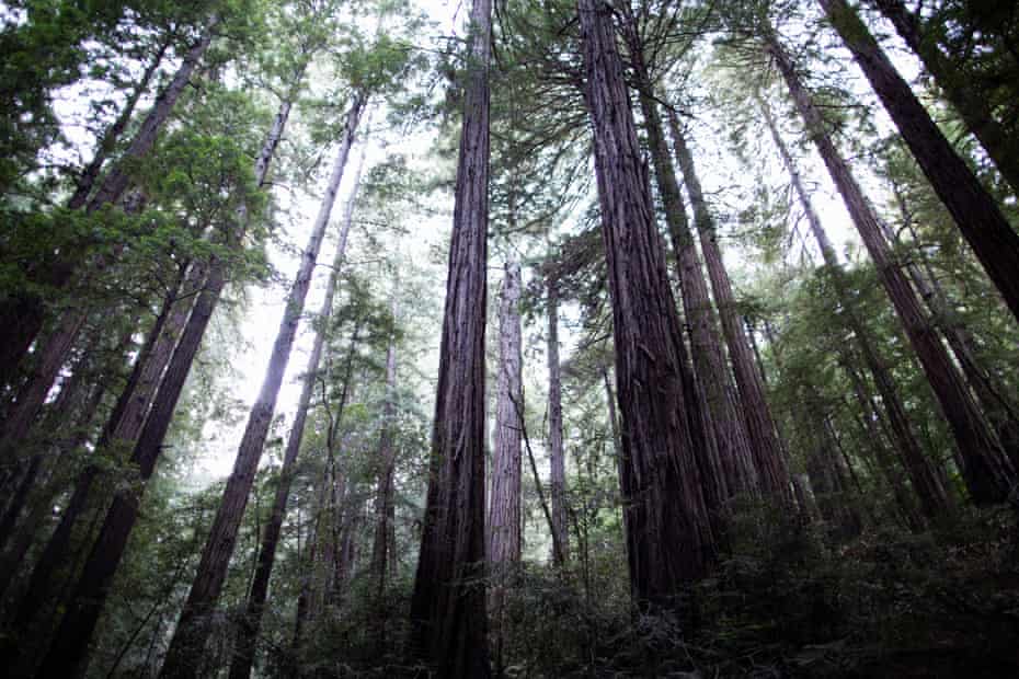 Redwoods trees in Muir Woods.