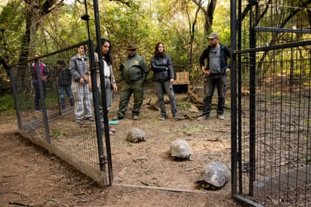 Seven people watch three tortoises leave a cage in the forest