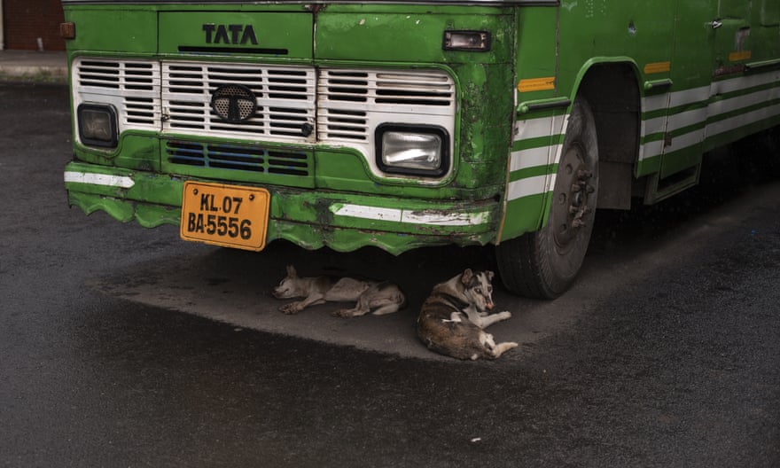 Stray dogs shelter from rain under a bus in Kochi, in the southern state of Kerala.