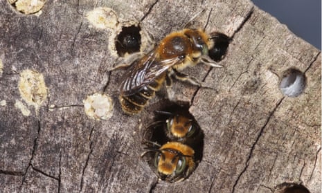 New bee arrives for first time in the UK, Bees