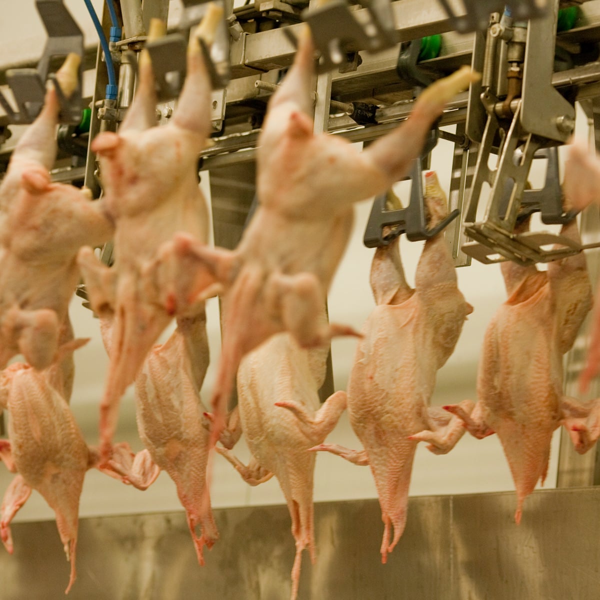 All slaughterhouses in England to have compulsory CCTV | Meat industry |  The Guardian