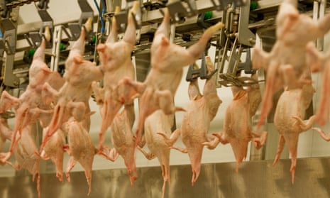 Chicken abattoir in a slaughterhouse