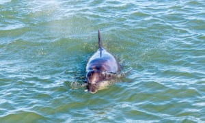 Aberdeen Bay Bottlenose Dolphins