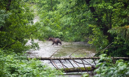 A brown bear fishes in the river in Tongass national forest.