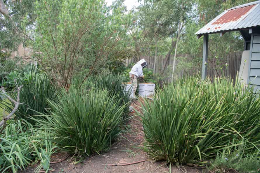 Beekeeping function.  Beekeeper Tony Wilsmore tends to one of his hives which is housed in a backyard in the northern suburbs of Melbourne.  Australia
