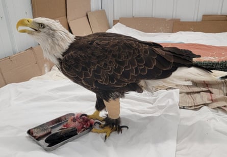 an adult bald eagle