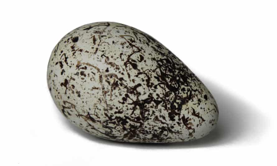 A guillemot’s egg.