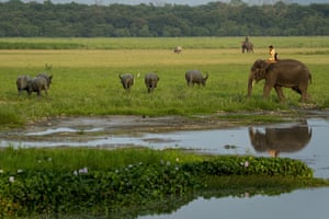 Mahouts on elephants in the Pobitora Wildlife Sanctuary on the outskirts of Gauhati, India.