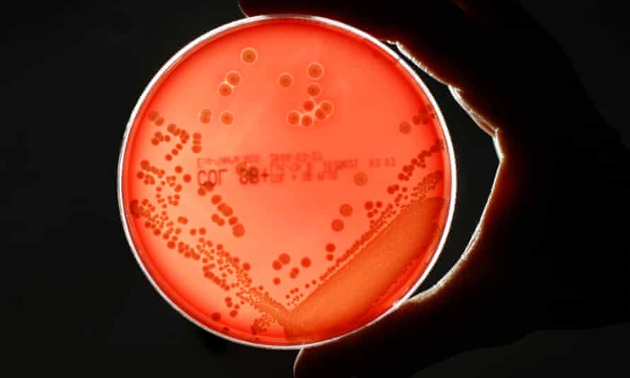 MRSA bacteria strain