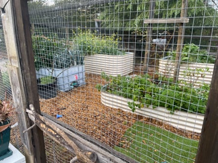 Giles’ veggie cage – made with salvaged materials – is frequently put to the test by hungry cockatoos.