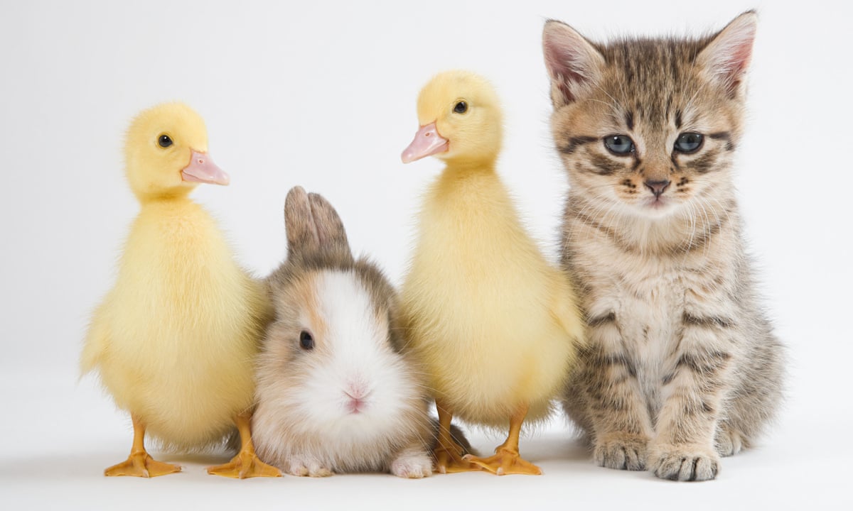Cheer Corner How To Cope With The New World Order With Kittens World News The Guardian