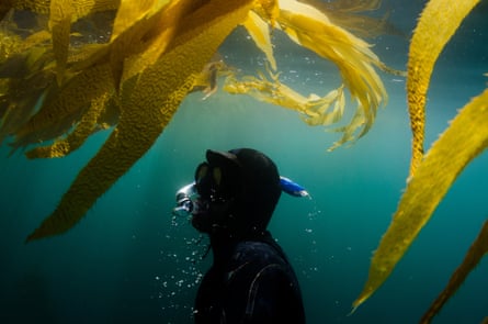 Seaweed growth was measured by scuba divers for the research.