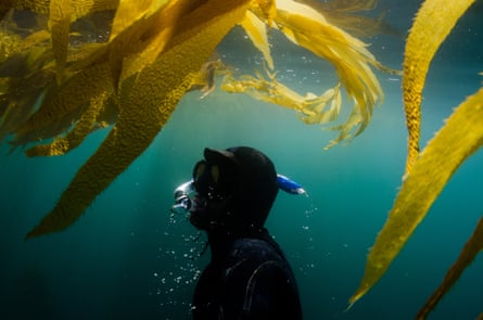 O crescimento de algas marinhas foi medido por mergulhadores para a pesquisa.