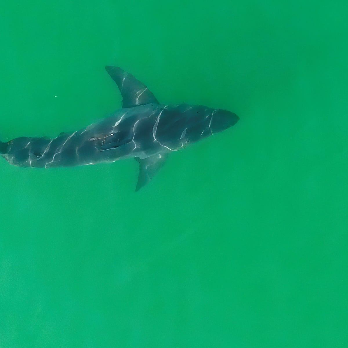 We Re Seeing More Than Ever White Shark Populations Rise Off California Coast California The Guardian