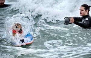 A photographer takes a shot of Marlee, a Pembroke Welsh corgi, as she barrels through a wave while competing in the annual Incredible Dog Challenge Western Regional competition on Friday.